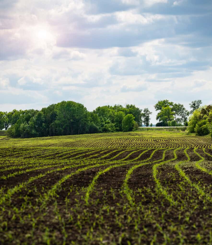 wide angle view at young corn fields spring time somewhere in uk