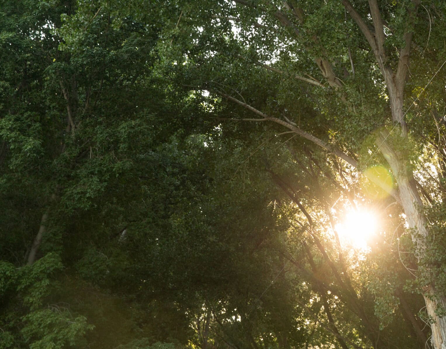 zip lining through trees at sunset 2024 09 13 12 26 24 utc